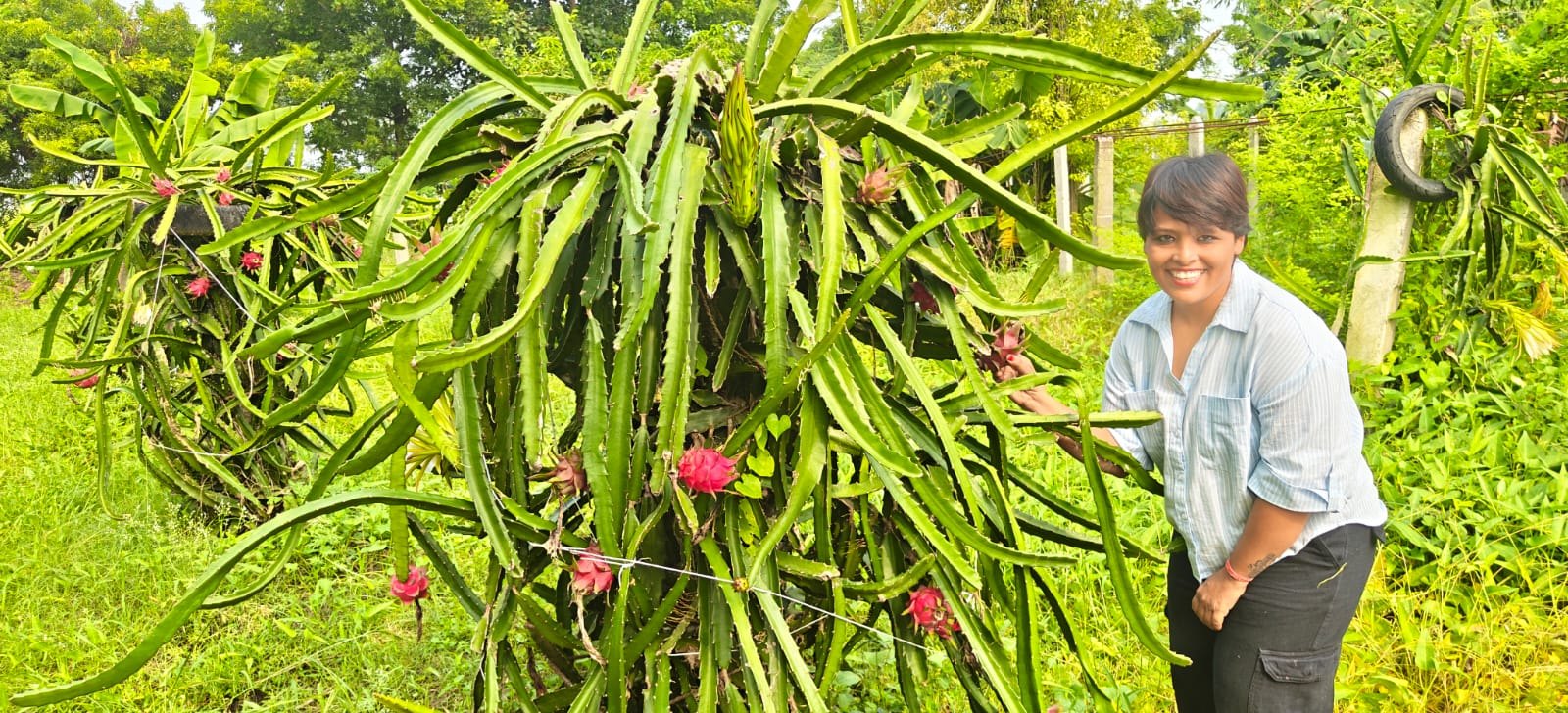 Dragon-fruit cultivation in Gaya