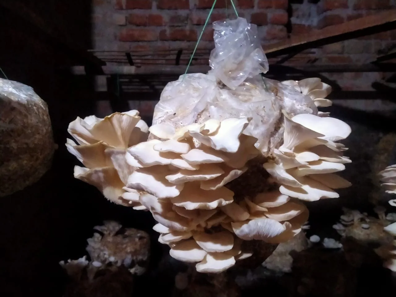 Oyster mushrooms growing on cultivation substrate