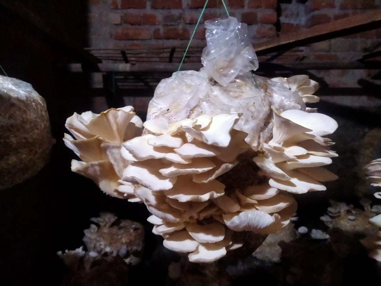 Oyster mushrooms growing on cultivation substrate