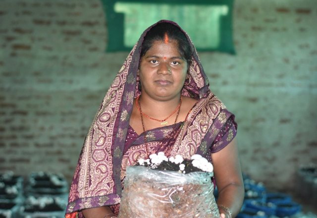 Button Mushroom Cultivation — programme photograph