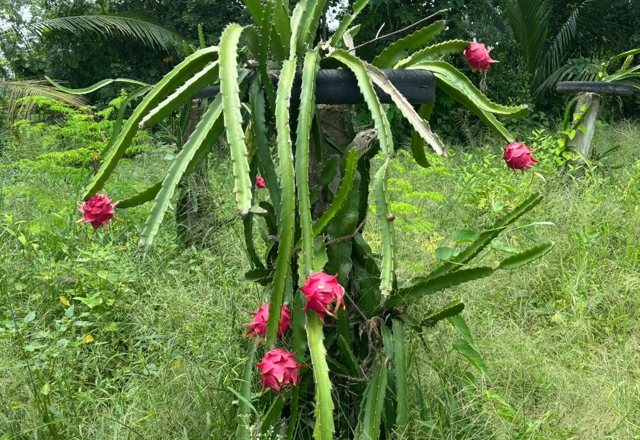 Dragon-Fruit Cultivation — programme photograph