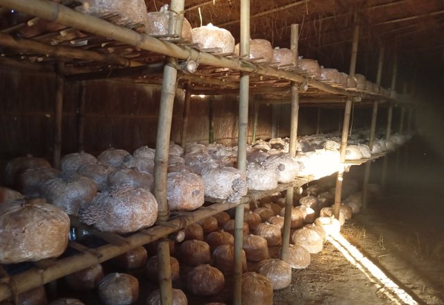 Oyster Mushroom Cultivation — programme photograph