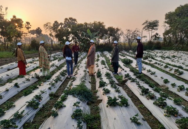 Strawberry Cultivation — programme photograph