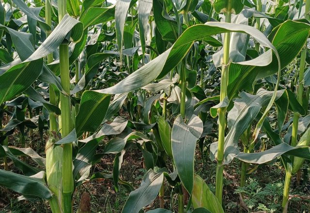 Sweet Corn — programme photograph