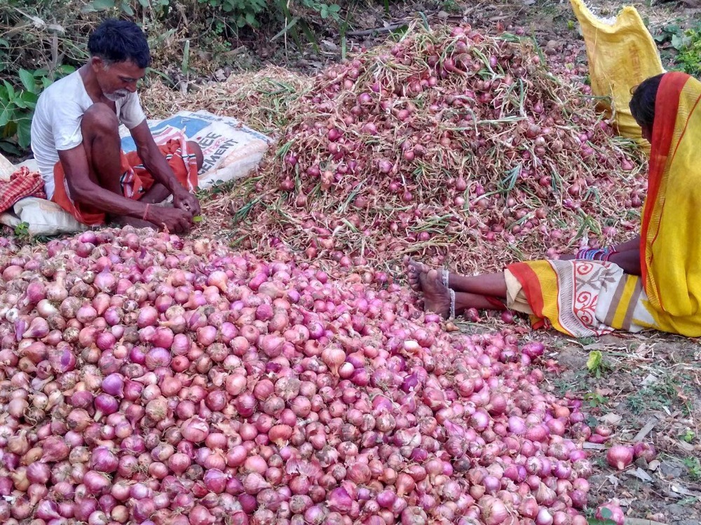 Onion Farming & Storage — programme photograph