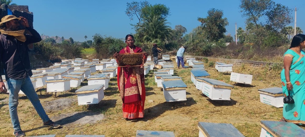 Beekeeping — programme photograph