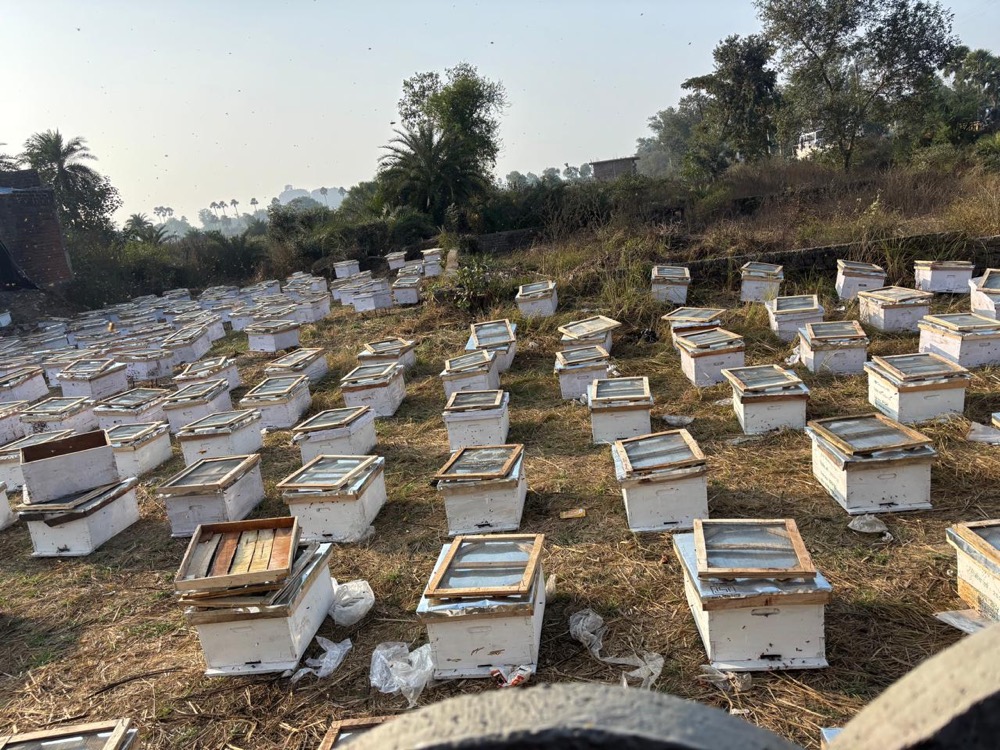 Beekeeping — programme photograph