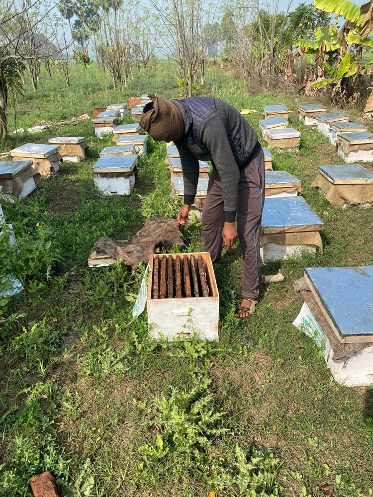 Beekeeping — programme photograph
