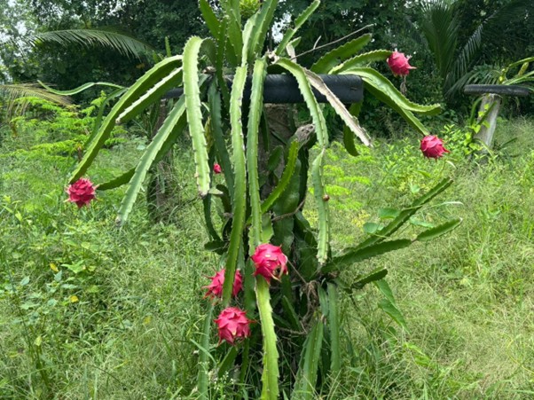 Soil to Success - Image 5