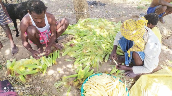 Soil to Success - Image 6